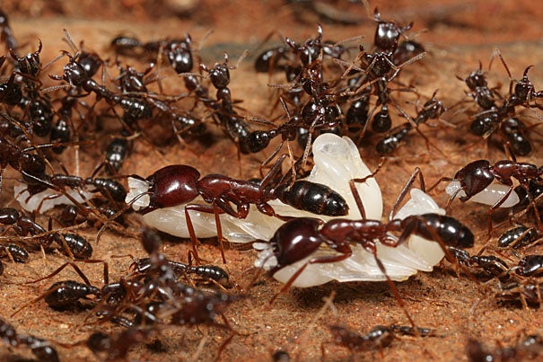 Ant Control Services in Nairobi kenya