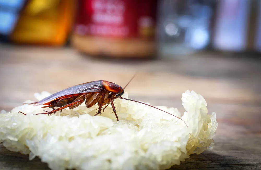 Cockroaches Control Services in Nairobi