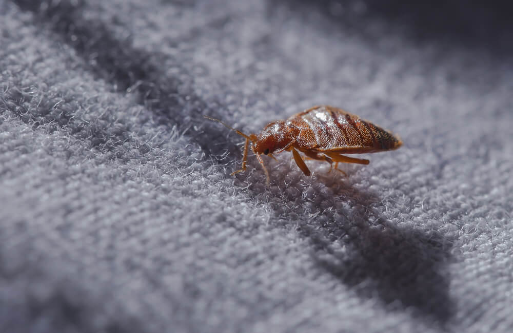 Bed Bugs Control Services in Nairobi