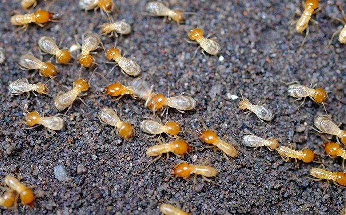 Termites Control Services in nairobi